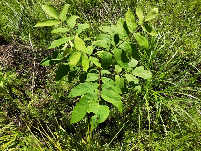 东北核桃楸选育及资源利用研究